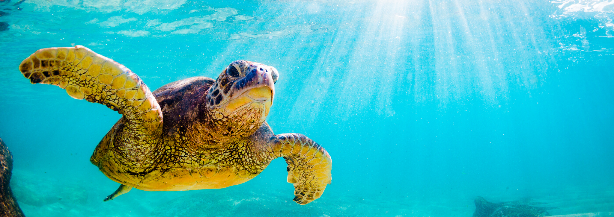 Sea turtle to illustrate the problem of single use plastics